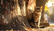 © kayana - A tabby cat sits bathed in warm golden sunlight next to the textured bark of a tree on an autumn day with fallen leaves scattered around the ground.