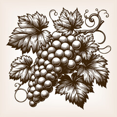 Wall Mural - bunch of grapes with leaves and vine, symbolizing wine, harvest, fruit, and traditional botanical art sketch engraving generative ai raster illustration. Scratch board imitation. Black and white image