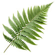 © Udeni - Green Fern Leaf Isolated on Transparent Background