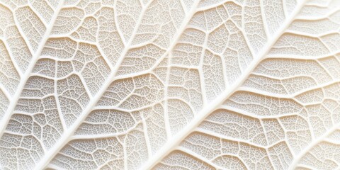 Wall Mural - Intricate White Leaf with Delicate Veins and Elegant Diaphanous Texture in a Soft Background Setting