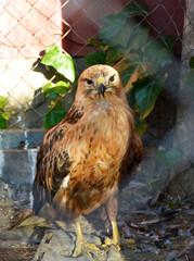A hawk, a bird of prey with a powerful beak and yellow legs, standing in an aviary. A rehabilitation center for birds of prey. A stern and majestic bird of prey.
