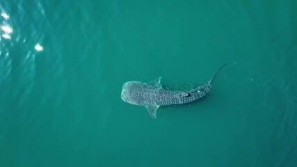 Wall Mural - Aerial view above a whale shark (Rhincodon typus) diving in tranquil, clear water