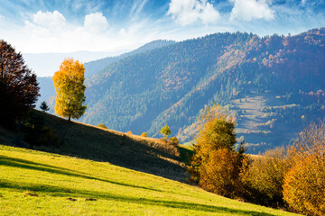 Wall Mural - sunny autumn afternoon in mountain landscape. beautiful view of trees in fall foliage on the hillside. alps of carpathian countryside of ukraine on a sunny day under blue sky