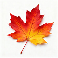 Wall Mural - A vibrant maple leaf presents a blend of red and yellow colors, representing the beauty of autumn. The leaf rests on a clear white background, highlighting its intricate details