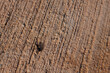 © Inspiraciones - Ants. Pest and insect control. Large black ant on the pavement.