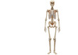 © Francisco - Isolated Human Skeleton Anatomical Structure Halloween Image in Neutral Position Anatomy
