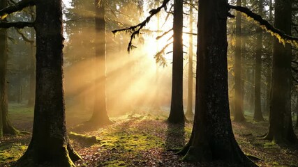 Wall Mural - Ethereal morning fog slowly rolls through a dense, ancient forest at sunrise creating a mystical atmosphere timelapse mist, dense ancient forest, atmospheric