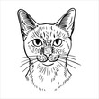 © dasha122007 - A detailed line drawing of a domestic cat's face. The cat has large eyes, a prominent nose, and distinct whiskers. Its fur is illustrated with fine lines.