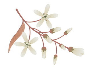 Wall Mural - Branch with flowers irga and leaves on a white..eps
