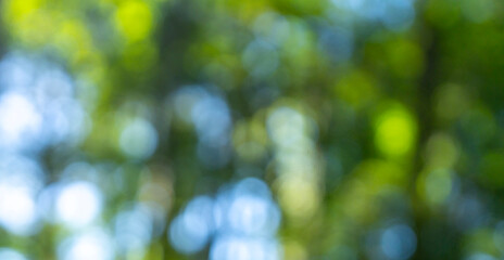 Wall Mural - Blurred green trees nature backdrop. Organic greenery with dreamy bokeh effect. Fresh green spring leaves.