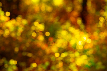 Wall Mural - Golden autumn leaves glow in soft sunlight. Blurred autumn background. Vibrant maple leaves create a dreamy autumn scene. Orange and yellow foliage. Soft bokeh of autumn fall.