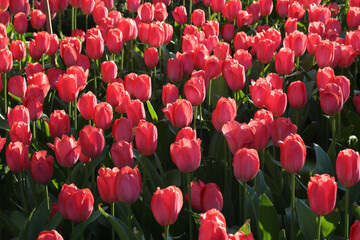 Wall Mural - Beautiful bright crimson tulips, close-up