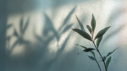 Canvas Print - Frosted Glass Sheet with Soft Shadows and Green Leaves Displaying Nature
