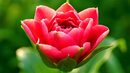 Wall Mural - A vibrant flower blooming timelapse, opening its petals gracefully under changing natural light blossom, growth, new beginning