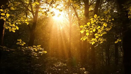 Wall Mural - Golden sunlight rays filtering slowly through a dense forest canopy, highlighting dust particles in the air wood, nature, dramatic