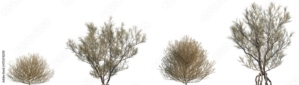 Set of Salsola tragus and Haloxylon ammodendron frontal isolated png in ...