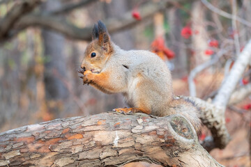 Wall Mural - The squirrel with nut sits on tree in the autumn. Eurasian red squirrel, Sciurus vulgaris.