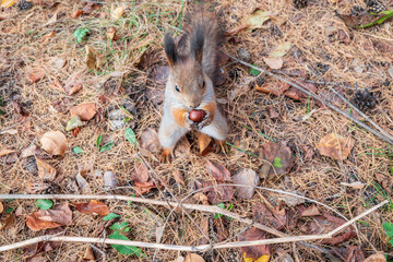 Wall Mural - Squirrel in autumn or spring with nut on the green grass with fallen yellow leaves