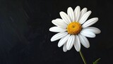Stokrotka o białych płatkach i żółtym środku na czarnym tle