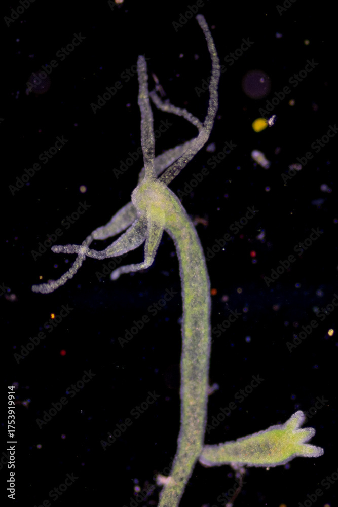 Hydra is a genus of small, fresh-water animals of the phylum Cnidaria ...