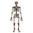 © Von - A human skeleton standing upright with visible bones and muscles.