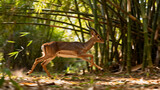 Antelope running in bamboo forest