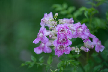 Wall Mural - A close-up view of vibrant pink flowers blooming amidst lush green foliage. The delicate petals showcase intricate details, enhancing the beauty of nature in full bloom.