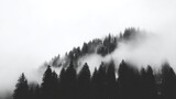 A misty forest landscape with tall coniferous trees on sloping terrain,