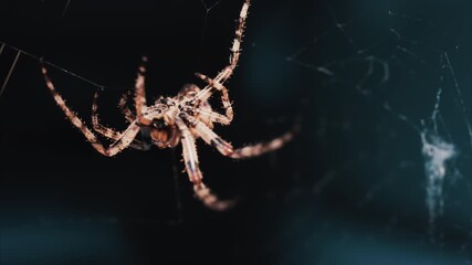 Close up of a spider sitting in its web, showing intricate details of its body and fine silk threads