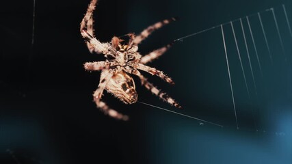Close up of a spider sitting in its web, showing intricate details of its body and fine silk threads