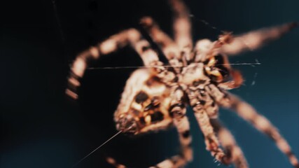 Close up of a spider sitting in its web, showing intricate details of its body and fine silk threads