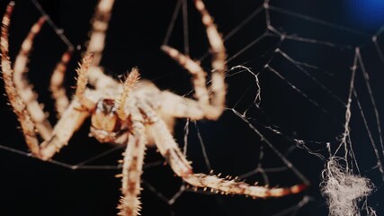 Close up of a spider sitting in its web, showing intricate details of its body and fine silk threads