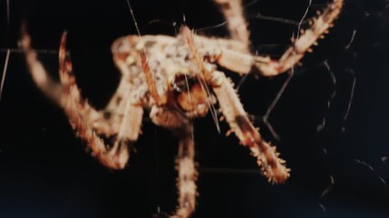 Close up of a spider sitting in its web, showing intricate details of its body and fine silk threads