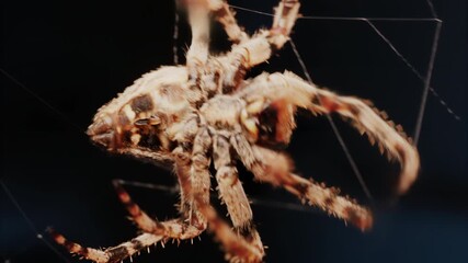 Close up of a spider sitting in its web, showing intricate details of its body and fine silk threads