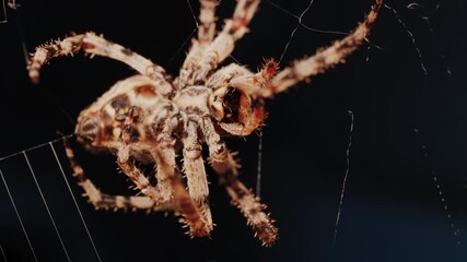 Close up of a spider sitting in its web, showing intricate details of its body and fine silk threads