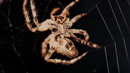 Close up of a spider sitting in its web, showing intricate details of its body and fine silk threads