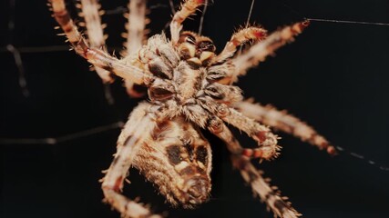 Close up of a spider sitting in its web, showing intricate details of its body and fine silk threads