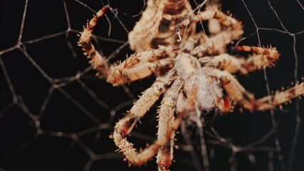 Close up of a spider sitting in its web, showing intricate details of its body and fine silk threads