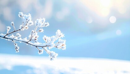 Wall Mural - Frost-covered branch glistens in the sunlight, surrounded by a serene winter landscape with soft bokeh