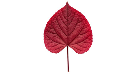 Isolated crimson red leaf with intricate veins, detailed organic shape on neutral backdrop