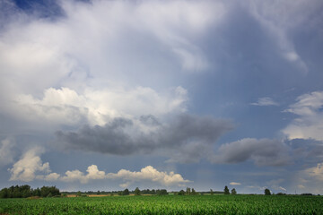 Wall Mural - Field of green grass with a cloudy sky in the background