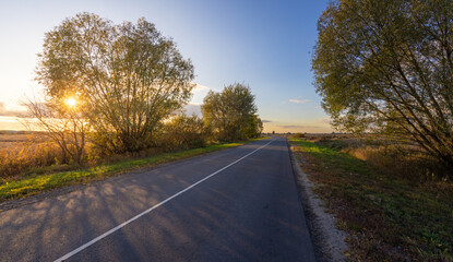 Wall Mural - Road with trees on either side and a sun shining on it