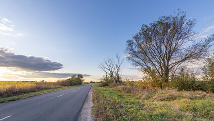Wall Mural - Road with a tree on the side of it