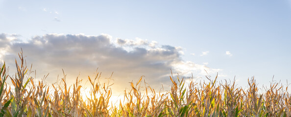 Wall Mural - Field of corn is shown with a bright sun in the background
