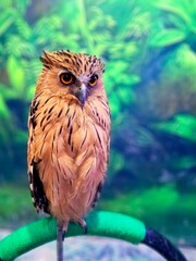 Buffy Fish Owl. Scientific name: Ketupa Ketupu. Known as Beluk Ketupa in Indonesia. With sharp eyes, it observes its surroundings.