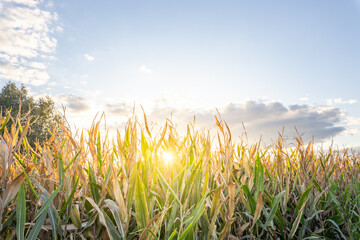 Wall Mural - Field of corn is in the foreground with a bright sun shining on it