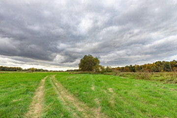 Wall Mural - Field with a road running through it and a tree in the middle