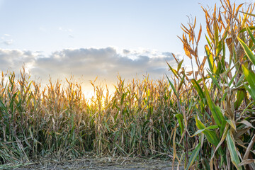 Wall Mural - Field of corn is shown with the sun setting in the background