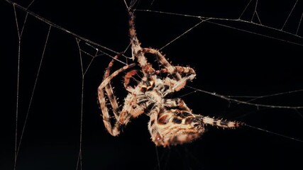 Close up of a spider sitting in its web, showing intricate details of its body and fine silk threads
