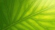 © Hungarian - Close up of a vibrant green leaf with prominent veins illuminated by light.